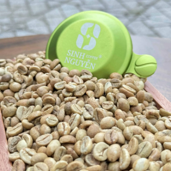 Green Robusta Coffee Beans Directly from Highland Farm 100% Robusta green coffee beans supplied by Sinh Nguyen Coffee Company