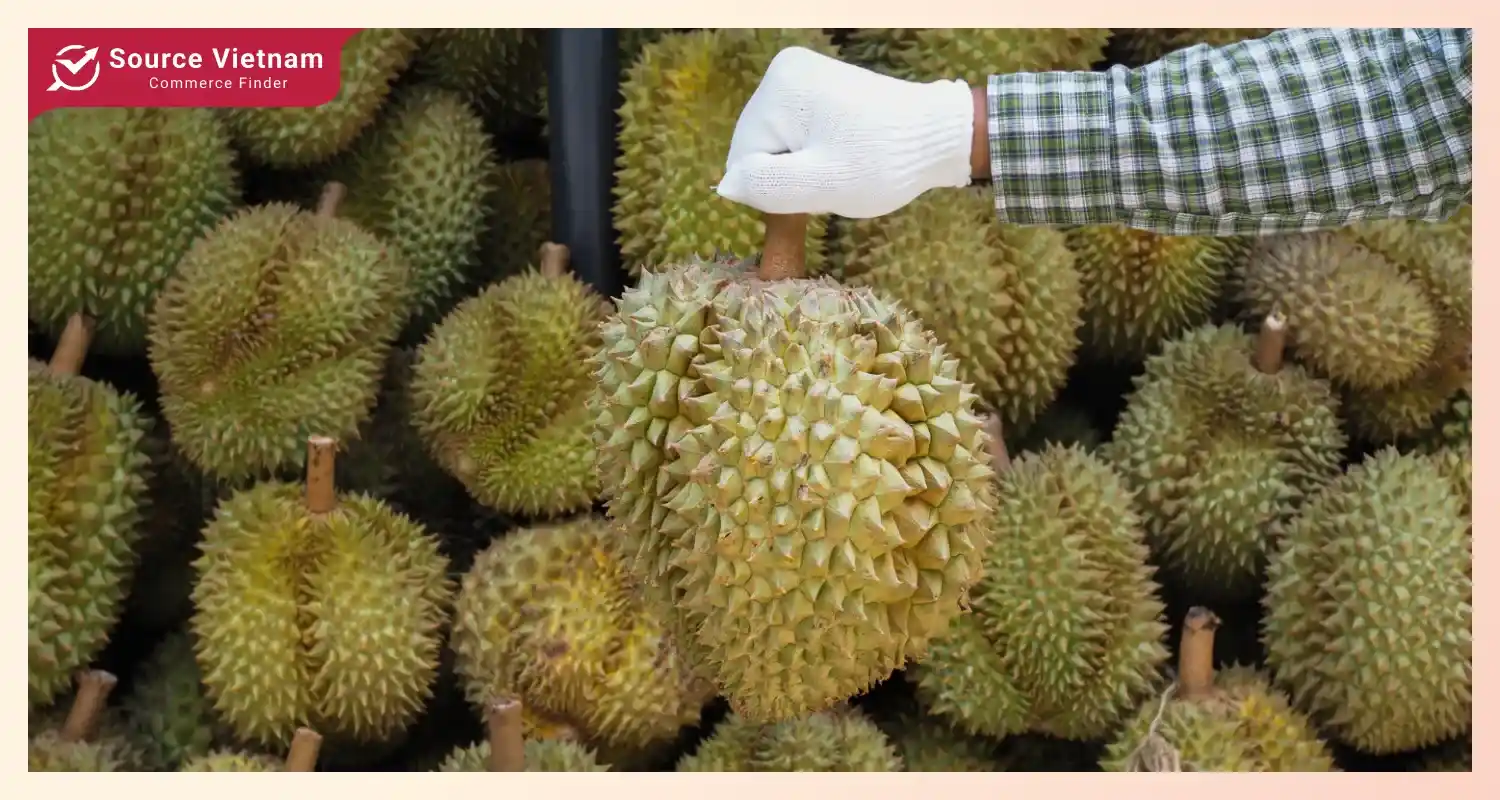 Opportunities in Vietnam durian export