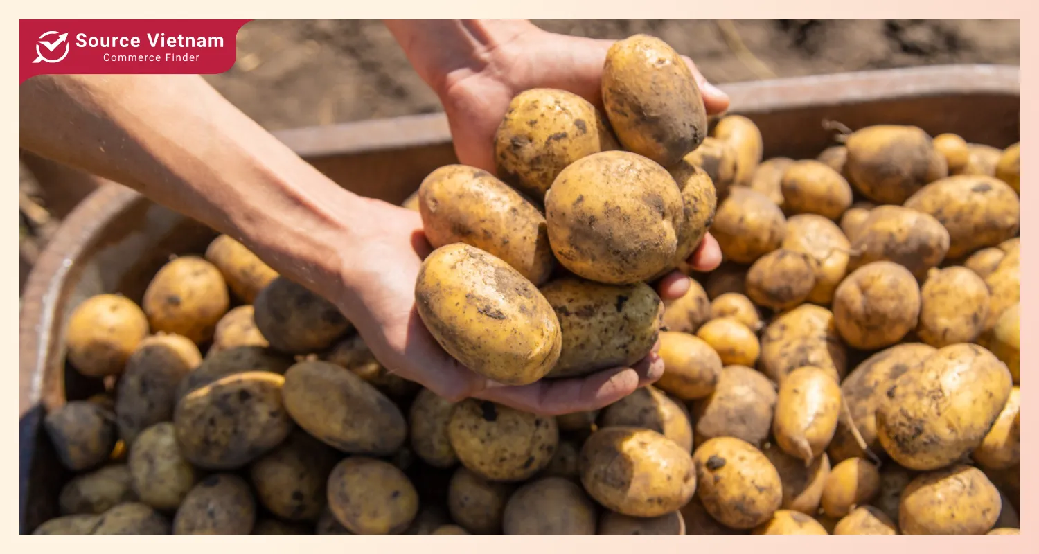 Overview of the global potato market