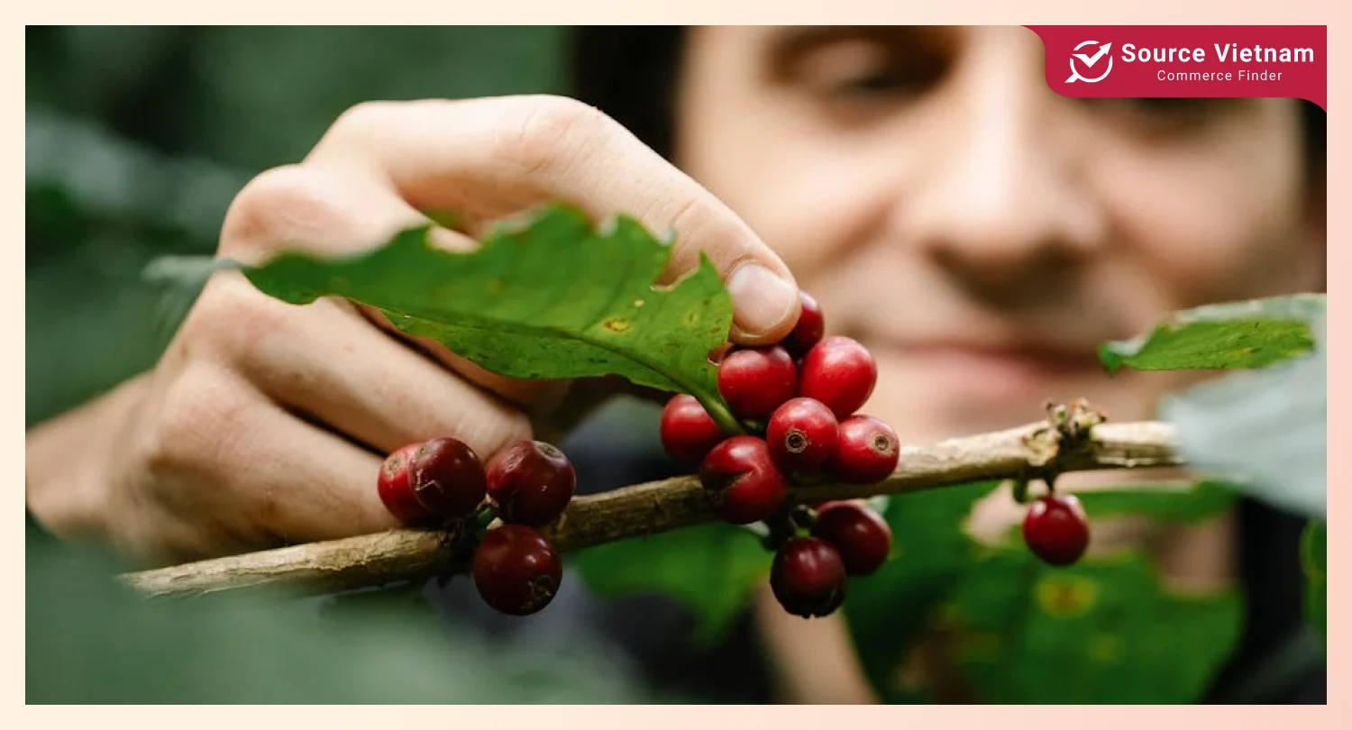 direct-trade-from-coffee-farmers-how-to-sell-coffee-beans-wholesale