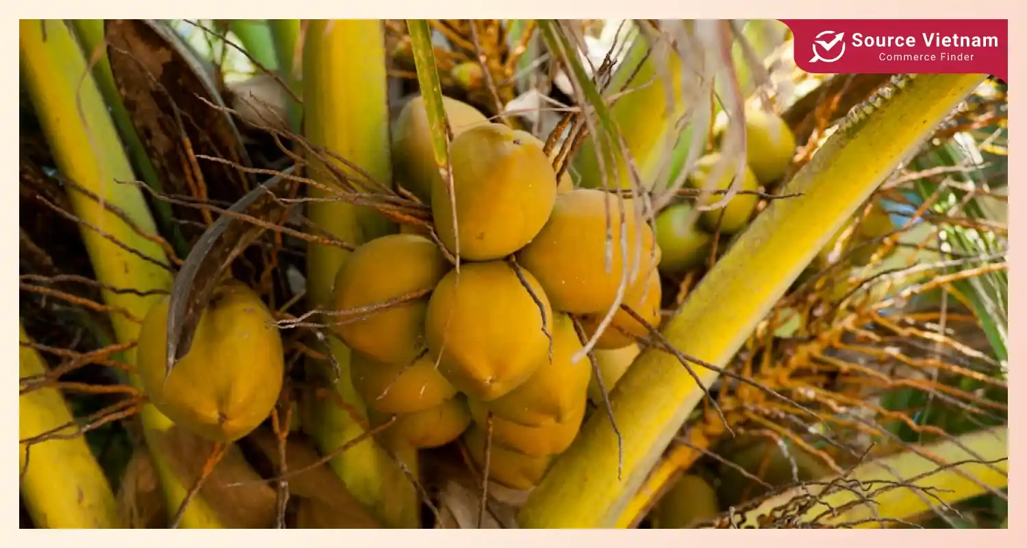 benefits-of-coconut-water-how-do-coconuts-get-water-in-them