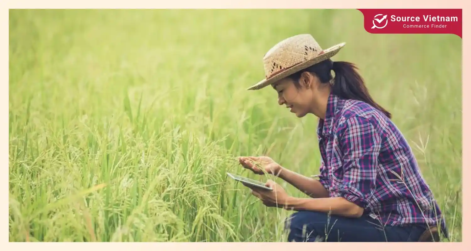 Businesses should research Vietnamese rice suppliers, ensuring high quality and reliability