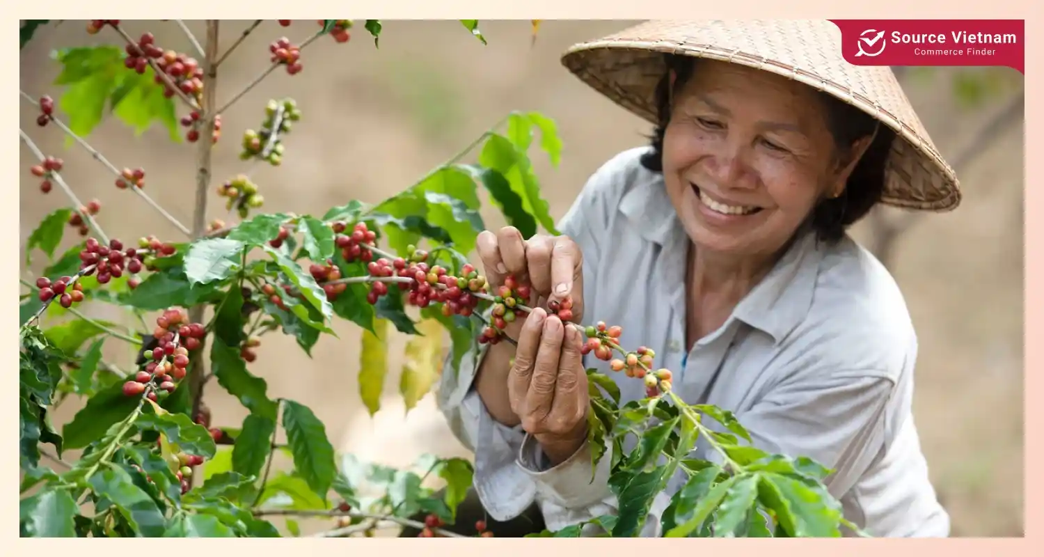 coffee-farmers-vietnamese-coffee-export