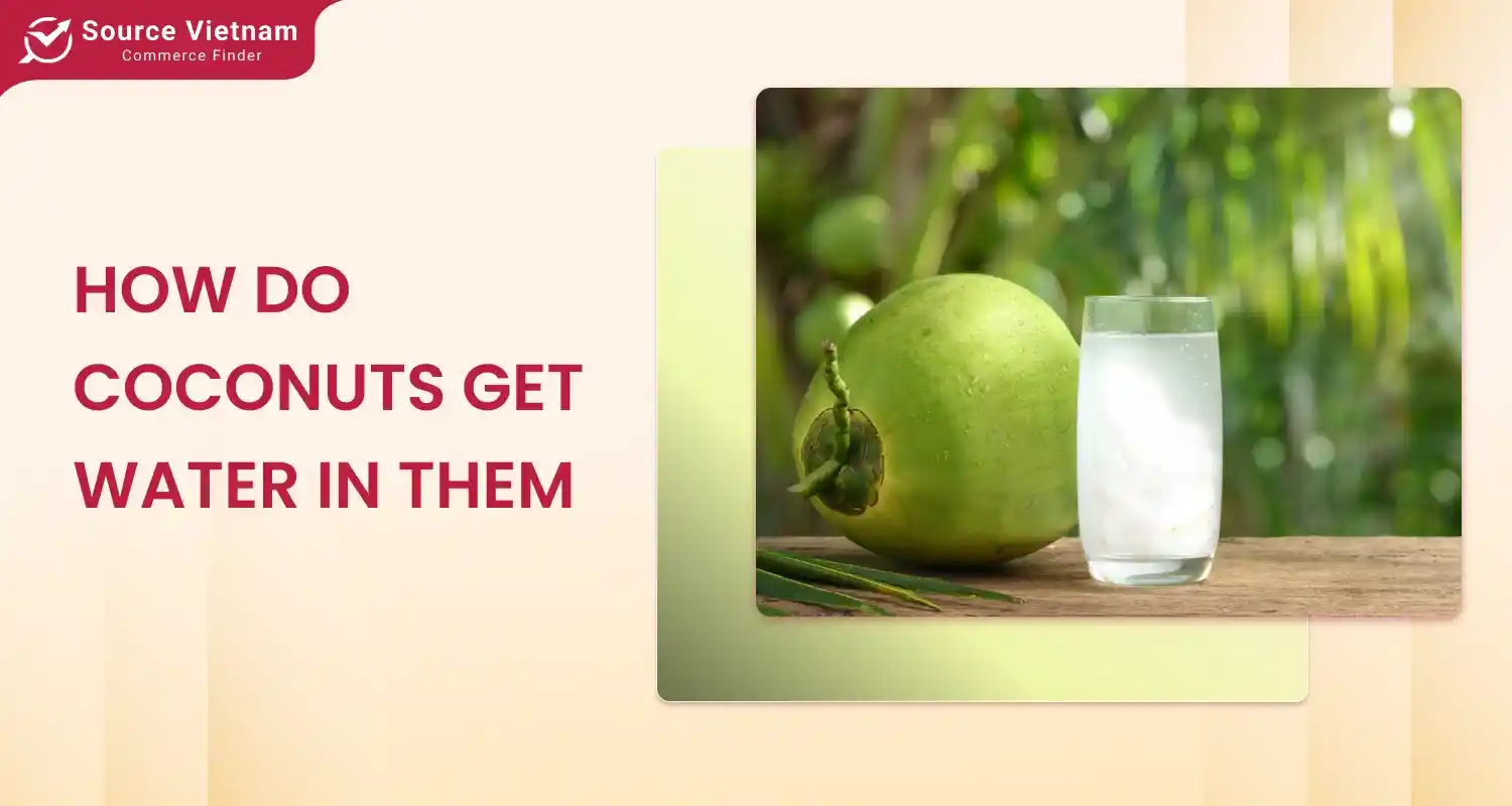 how-do-coconuts-get-water-in-them