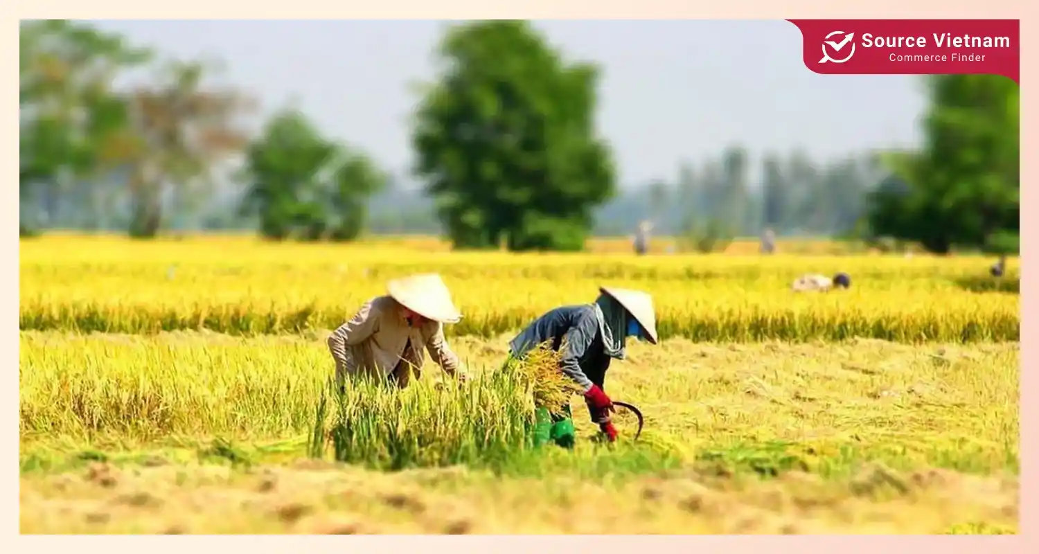 How is rice harvested in Vietnam?