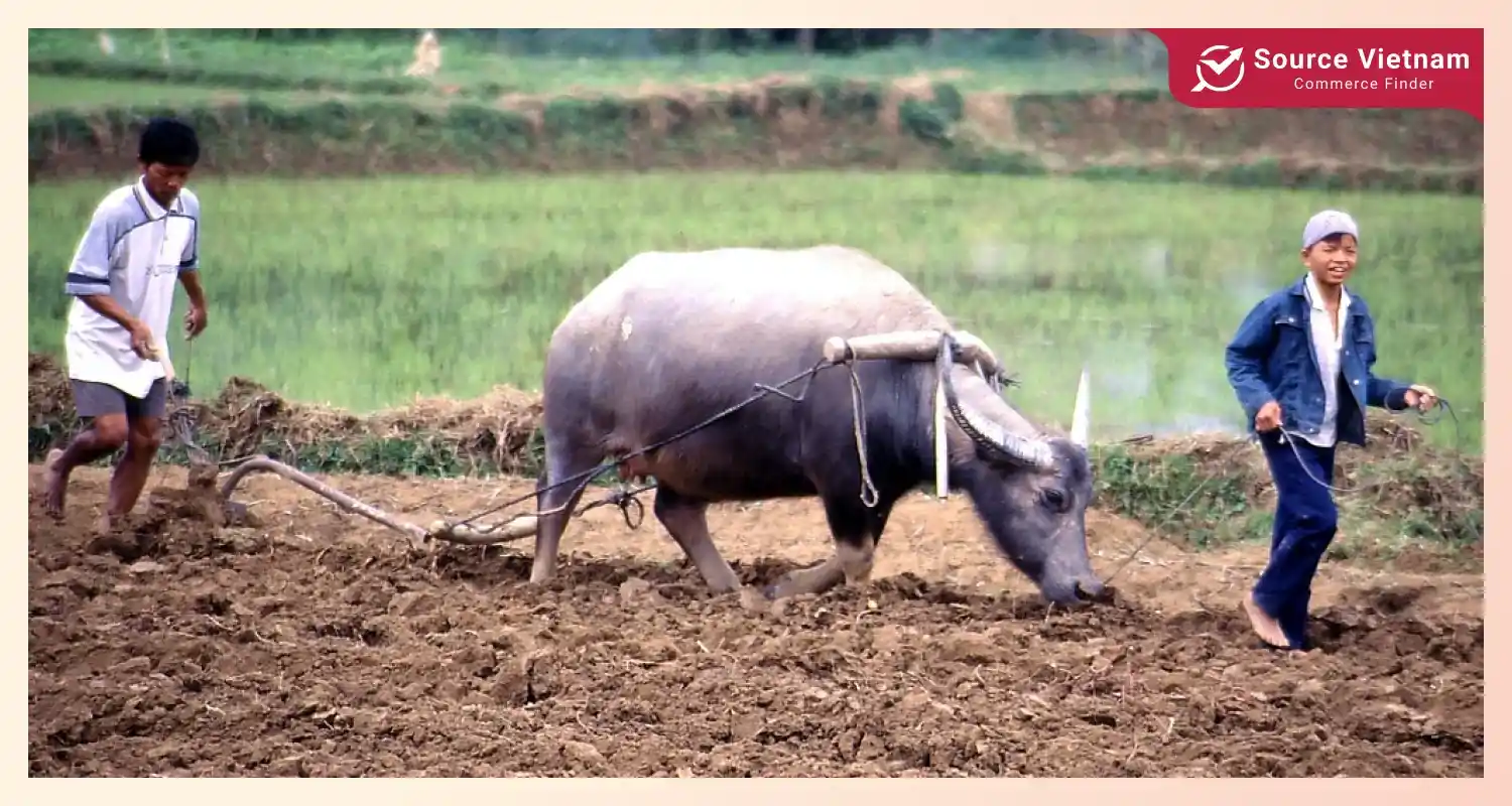 How is rice grown in Vietnam?