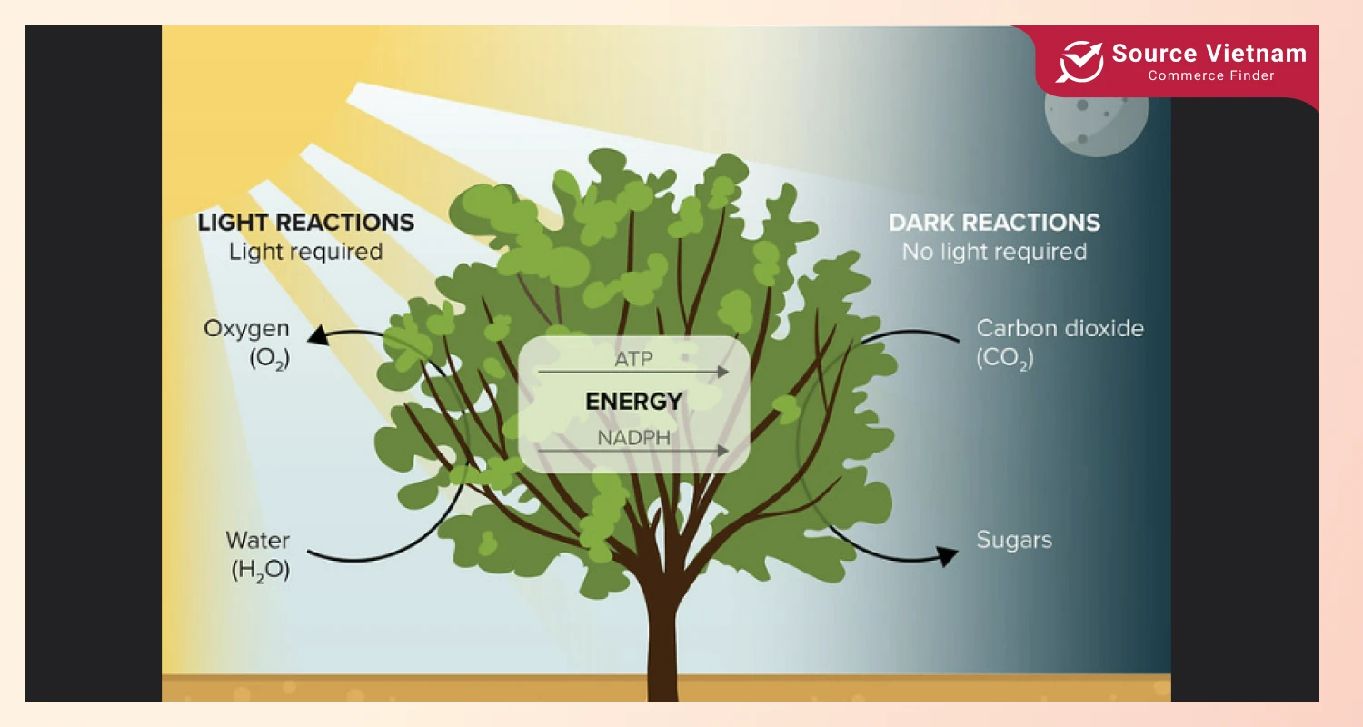 photosynthesis-role-why-do-coconuts-have-water-inside