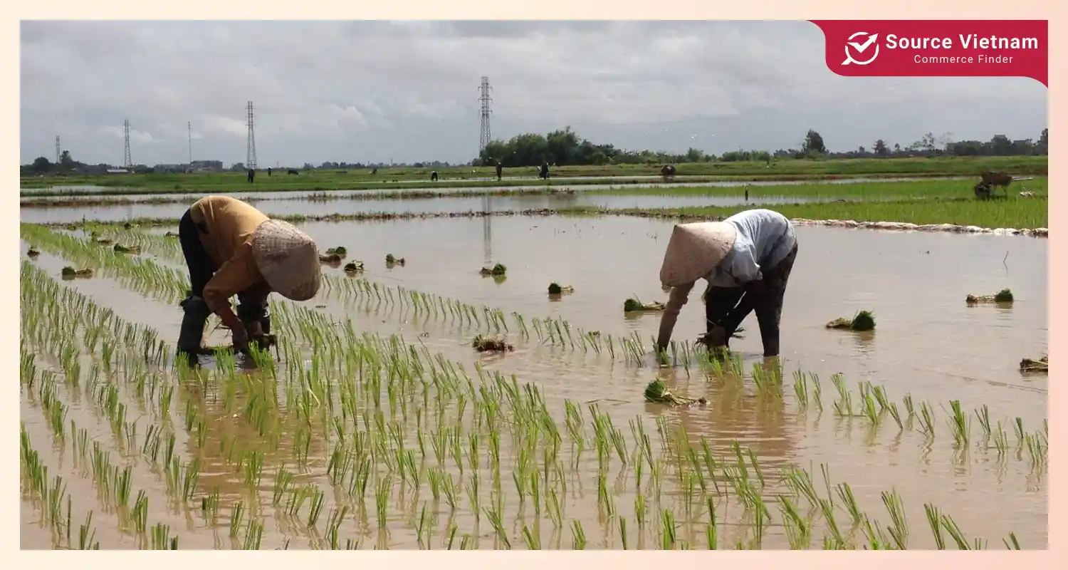 planting-how-is-rice-grown-in-vietnam