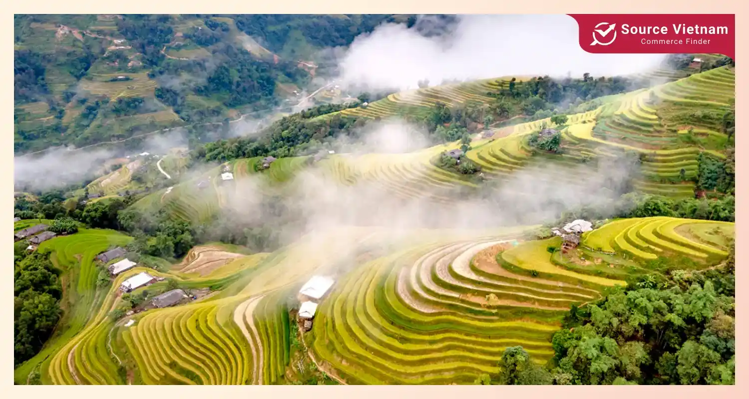 region-how-is-rice-harvested-in-vietnam