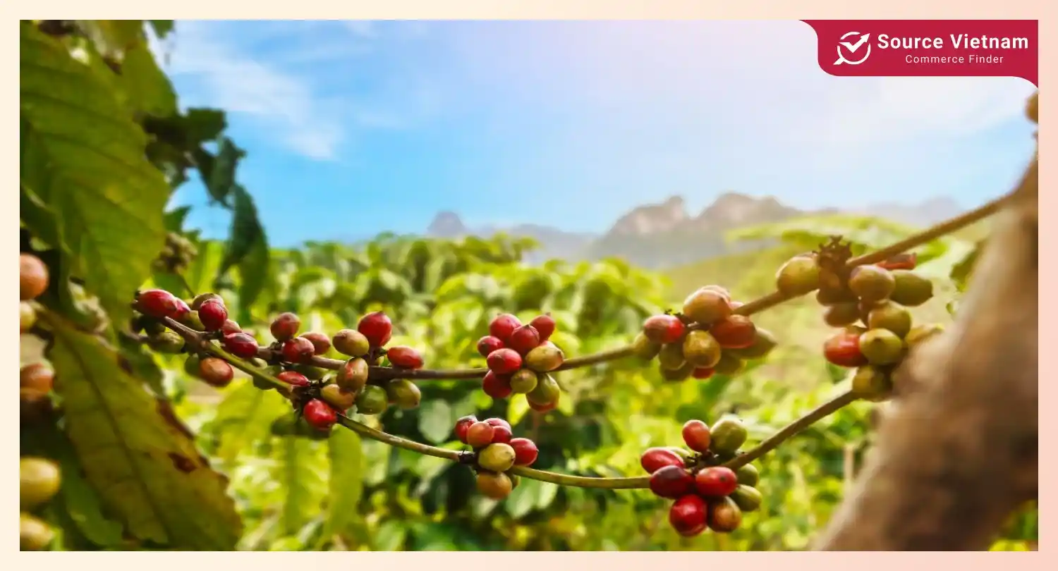 robusta-coffee-vietnamese-coffee-export