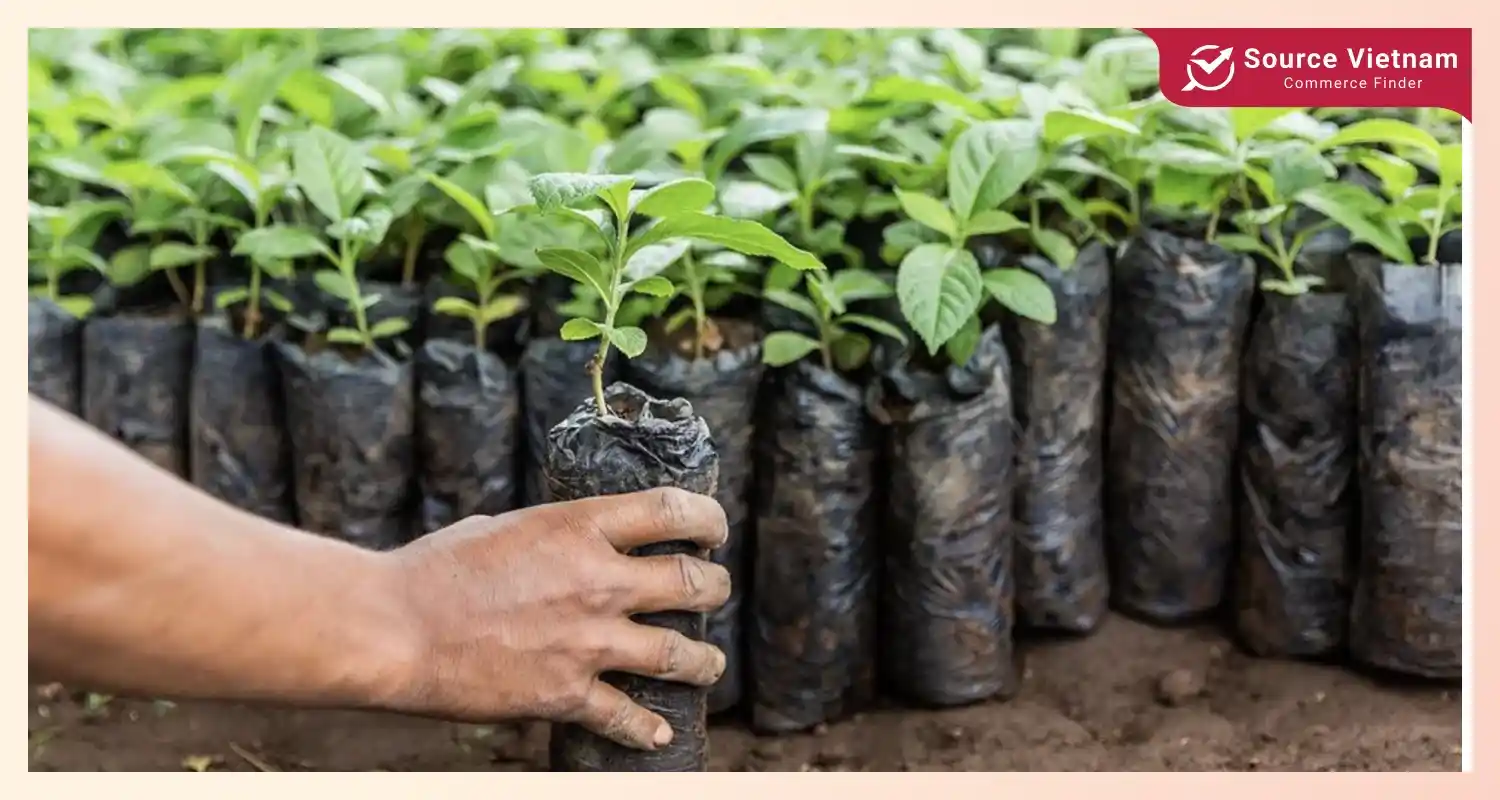 sustainable-forestry-practices-advantages-of-paper bags-for-the-environment