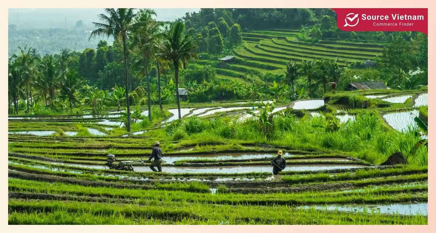 tradditional-method-sustainable-rice-farming-vietnam