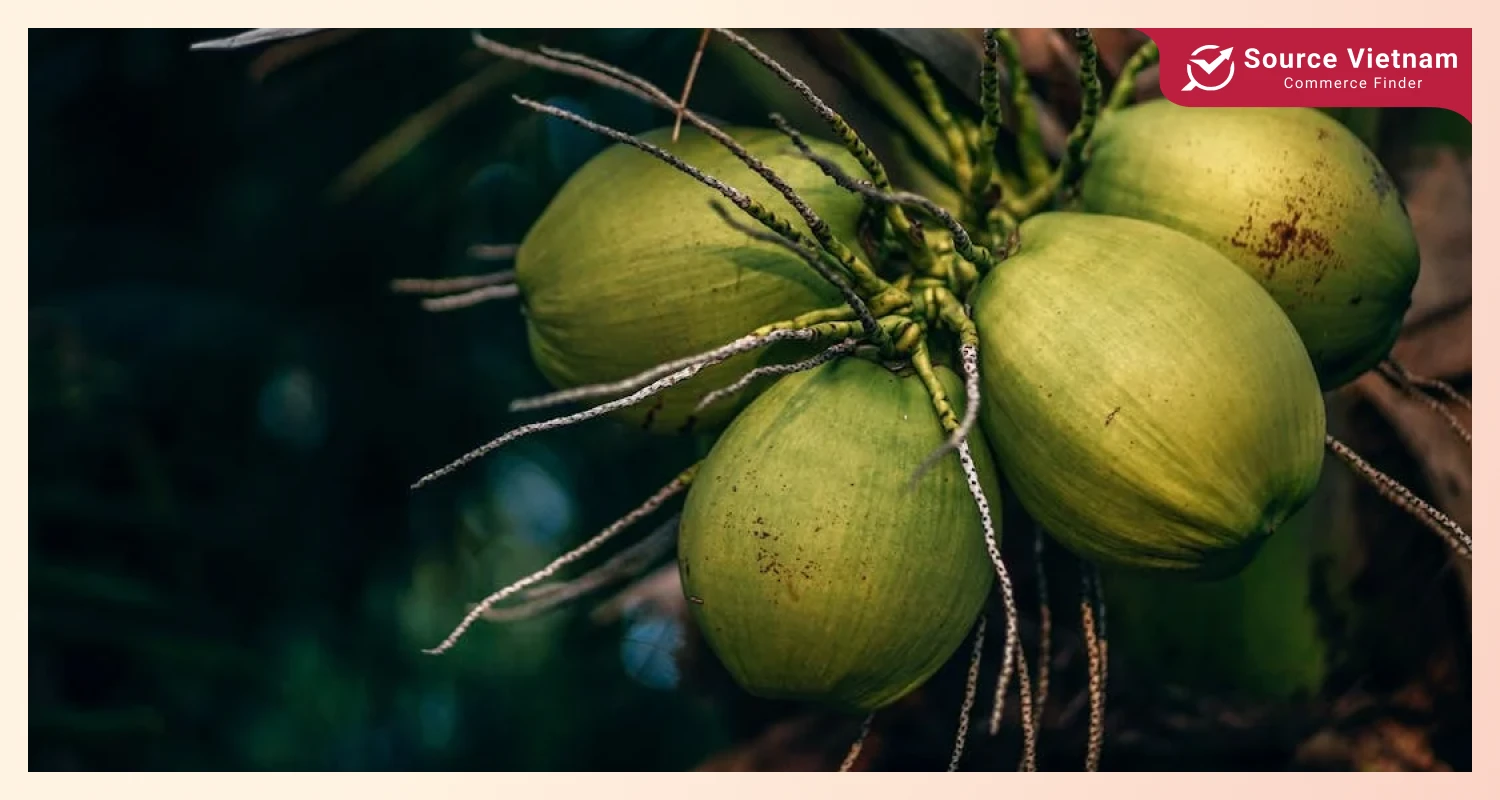 what-is-coconut-palm-and-its-fruit-how-do-coconuts-get-water-in-them