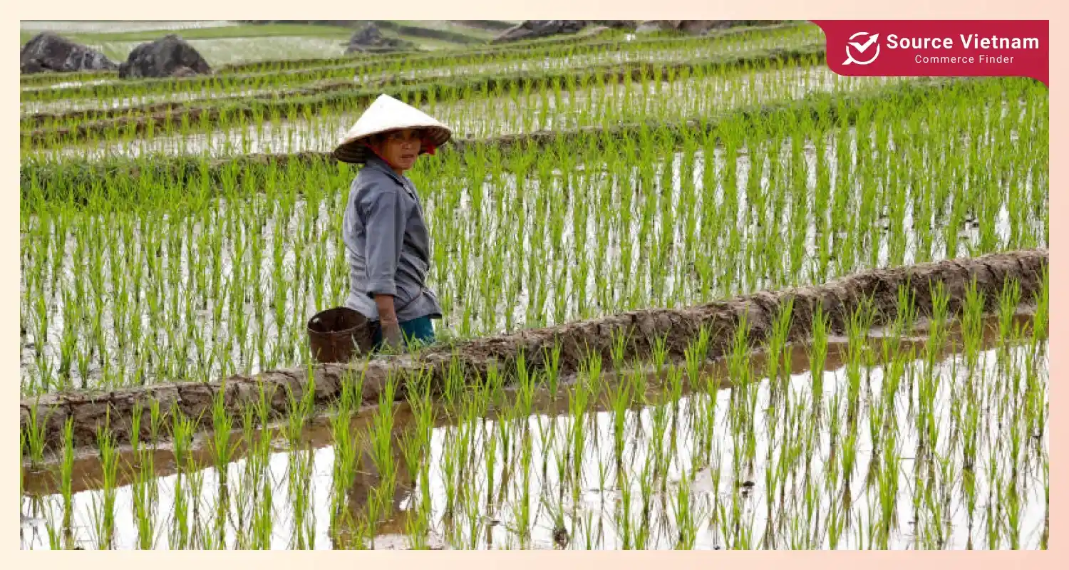 vietnamese-rice-exports-surged-in-volume-and-value-with-higher-prices-and-diverse-markets