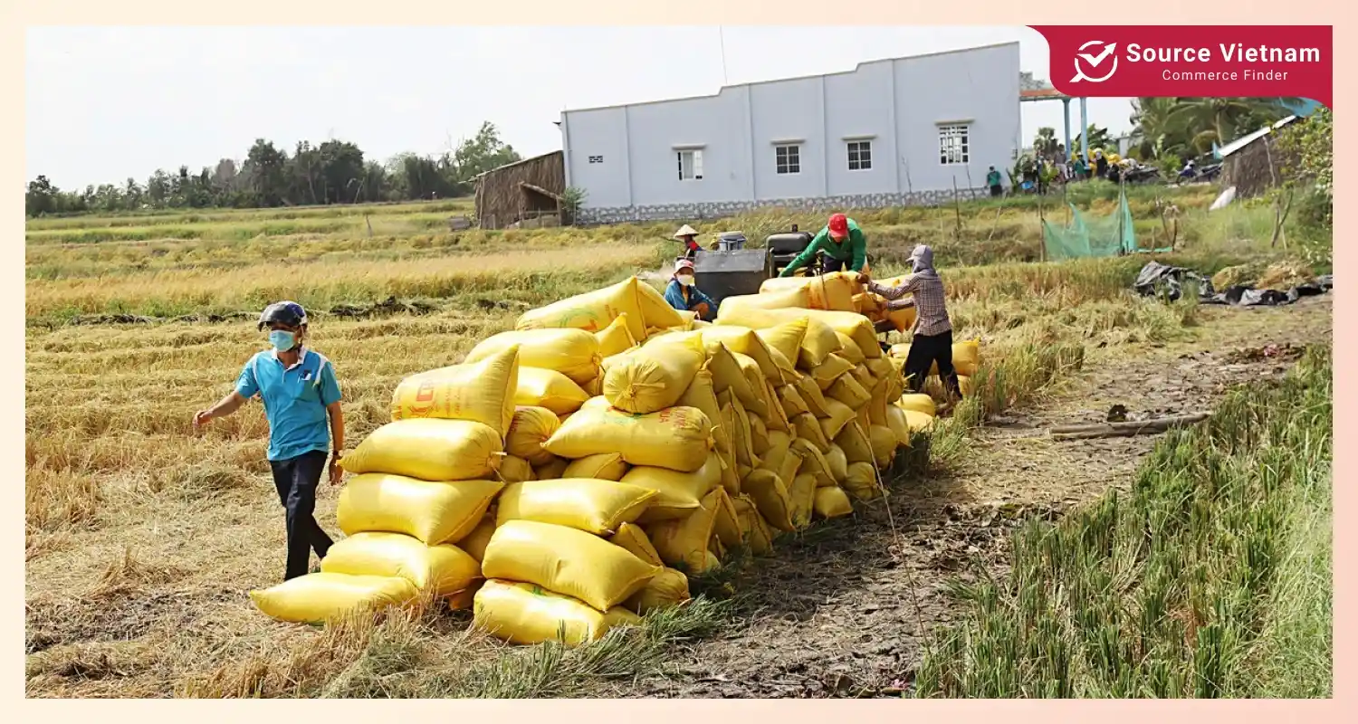 vietnamese-rice-remains-the-worlds-most-expensive-due-to-its-quality-and-taste-despite-slight-price-adjustments