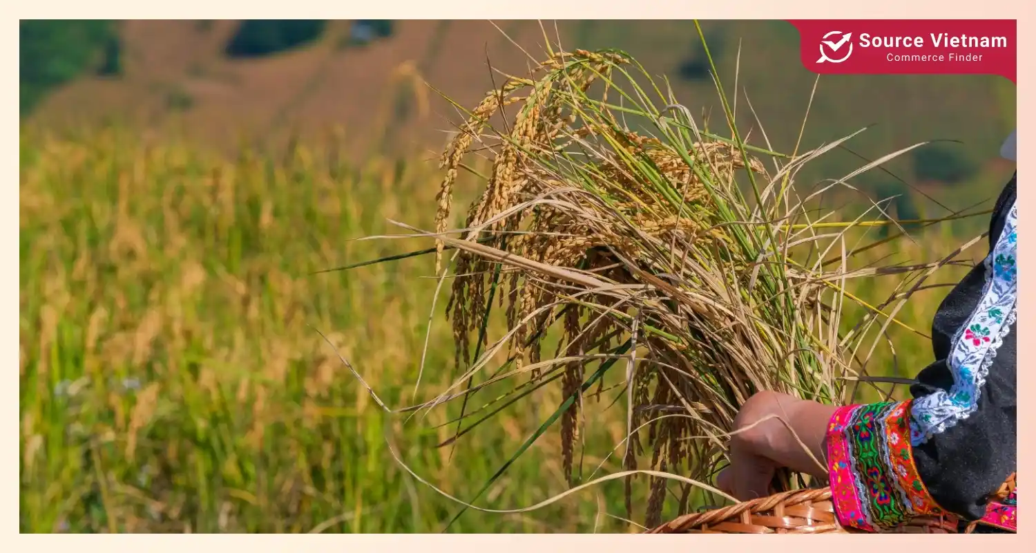 technology-and-innovation-can-improve-asias-rice-market-competitiveness-and-access-new-opportunities